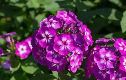 九月秋播，陽臺(tái)種花指南 來年花開不斷的美景