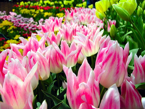 這幾個(gè)時(shí)辰出生的人，錢財(cái)大旺，飛黃騰達(dá)，家業(yè)昌盛