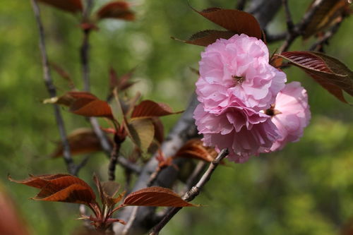 晚櫻與羊肉 春日邂逅的美味與風(fēng)情