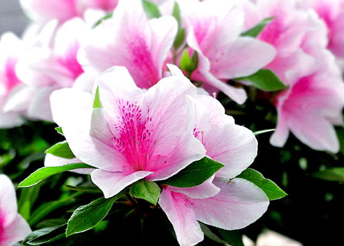 這4種花卉養(yǎng)得好，老花匠都稱贊，能養(yǎng)活1盆的人絕對是高手