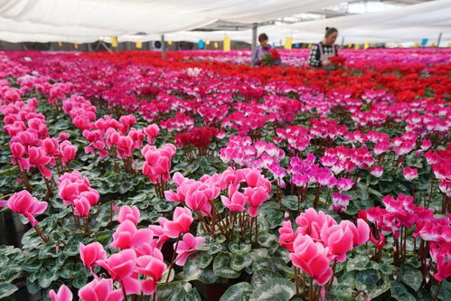 河北欒城特色種植拓寬農(nóng)民增收路 羊肉產(chǎn)業(yè)蓬勃發(fā)展