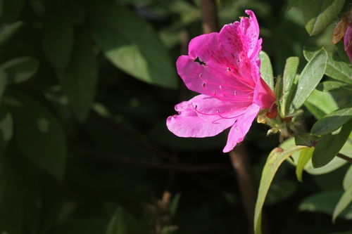 從杜鵑花到牛肉 跨界品味中的生活美學(xué)