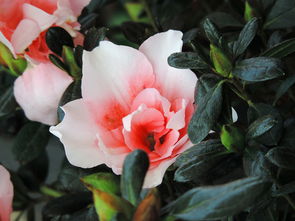 蚌埠城市花博會 花卉展銷鏡頭賞析與感悟