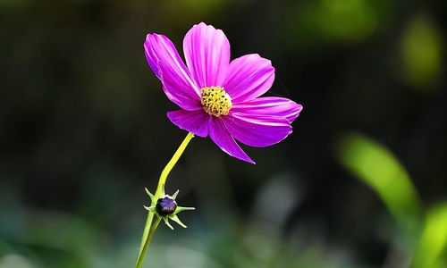 蘭州的獨(dú)特名片 花卉與牛肉的雙重魅力
