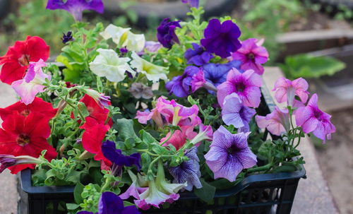 四季常開的花卉精選 打造全年花園的持久之美