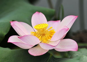 花卉攝影與牛肉生態(tài) 自然之美與飲食文化的交融