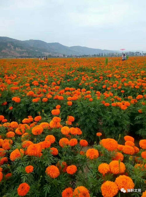 七夕佳節(jié)，水云山花海與特色羊肉的浪漫之旅