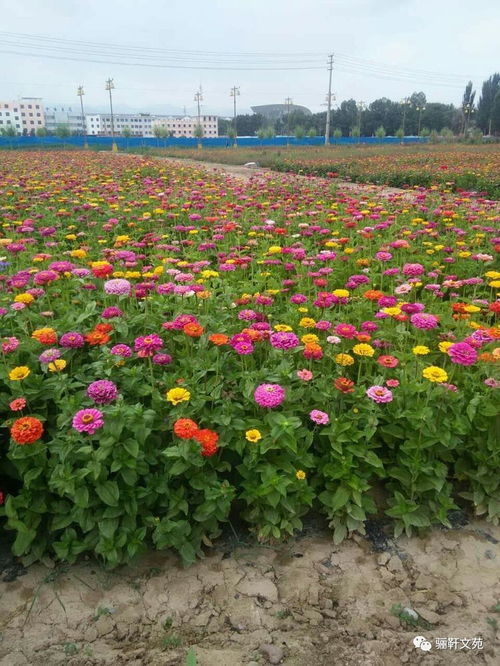 七夕賞花游水云山，品味特色羊肉美食