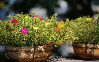 家庭養(yǎng)花大全 花卉養(yǎng)護這幾個小妙招，老花農(nóng)都說好，快學起來吧