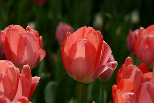 花卉與羊肉 自然與美食的意外邂逅