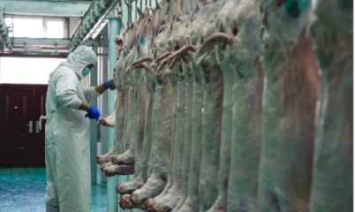 賽湖小羊正式投產(chǎn)！探索地方特色養(yǎng)殖與品牌發(fā)展新路徑